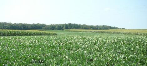 To Industrial Corn, We're Addicted! Image